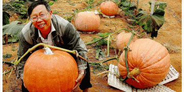 Lê Hữu Phan’s Unique Garden: A Model of Agri-Tourism in Da Lat