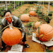 Lê Hữu Phan’s Unique Garden: A Model of Agri-Tourism in Da Lat