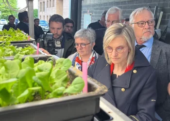 Endive Growers Seek Solutions Amid Active Ingredient Withdrawals