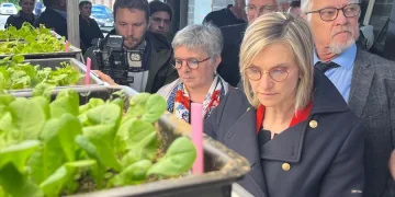 Endive Growers Seek Solutions Amid Active Ingredient Withdrawals