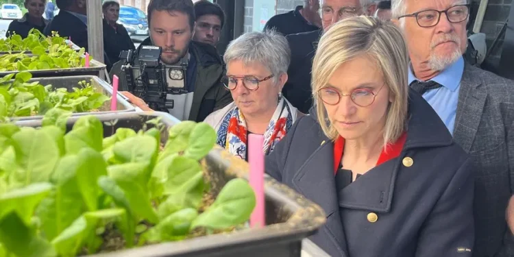 Endive Growers Seek Solutions Amid Active Ingredient Withdrawals