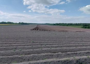 Tomato Prices Surge in Mysuru Amid Crop Diseases and Supply Shortages