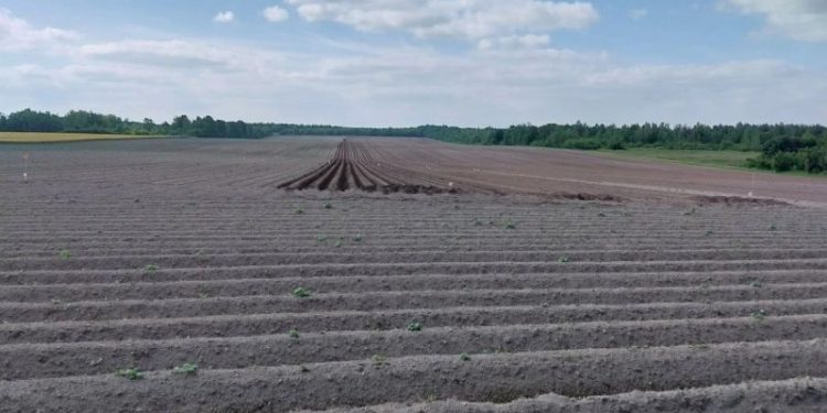 Tomato Prices Surge in Mysuru Amid Crop Diseases and Supply Shortages