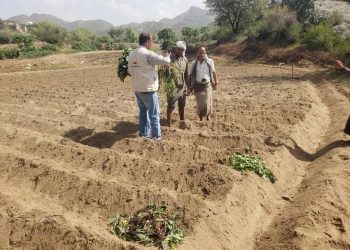 Evaluation and Dissemination of Sweet Potato Varieties in Wadi Ramaa