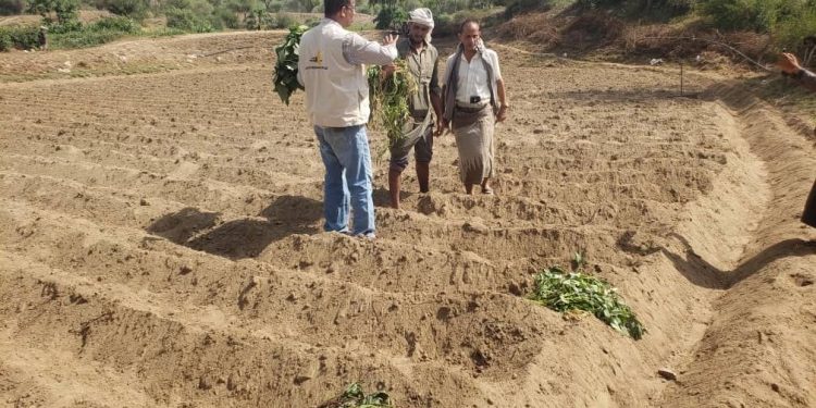 Evaluation and Dissemination of Sweet Potato Varieties in Wadi Ramaa