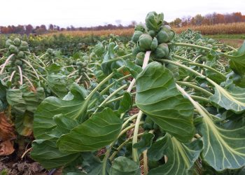 Enhancing Brussels Sprouts’ Appeal with Innovative Flavor Solutions