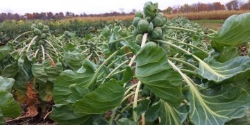 Enhancing Brussels Sprouts’ Appeal with Innovative Flavor Solutions