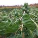 Enhancing Brussels Sprouts’ Appeal with Innovative Flavor Solutions