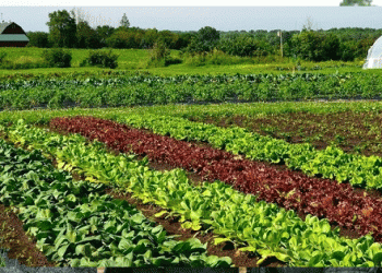 Increasing Profitability: Growing Warm Season Vegetables in the Cooler Months of Punjab