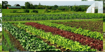 Increasing Profitability: Growing Warm Season Vegetables in the Cooler Months of Punjab