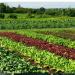 Increasing Profitability: Growing Warm Season Vegetables in the Cooler Months of Punjab