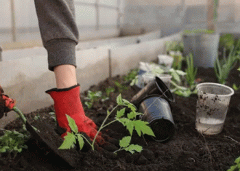 Vegetable growing in the Czech Republic: current trends and problems