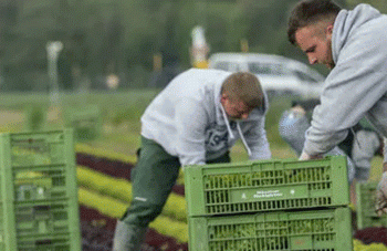 The decline of vegetable farming: German farmers are losing hope
