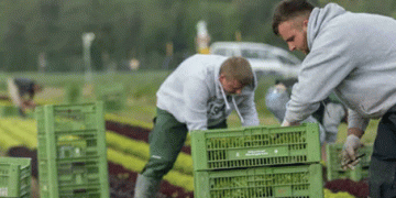 The decline of vegetable farming: German farmers are losing hope
