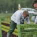 The decline of vegetable farming: German farmers are losing hope