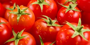 Exploring the Rise in Tomato Prices in Nigeria