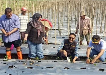 Title: Increasing chilli production to curb inflation: Malang City’s strategic approach