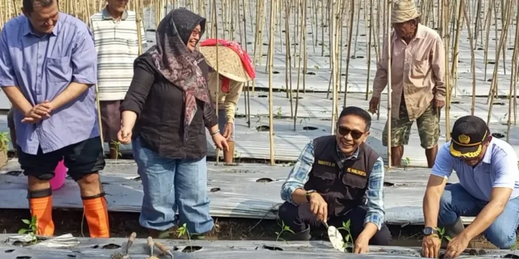 Title: Increasing chilli production to curb inflation: Malang City’s strategic approach