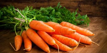 Poland’s Carrot Production Faces Decline Amid Water Scarcity