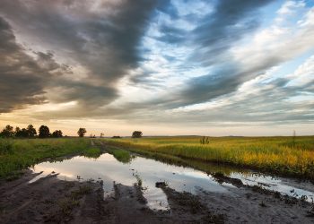 Impact of Excessive Rainfall on Summer Crop Production
