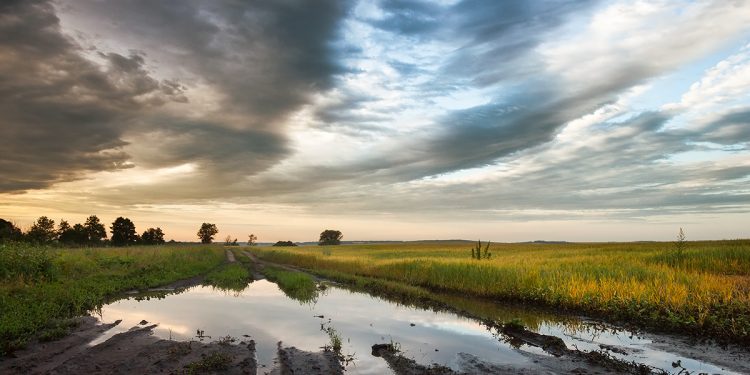 Impact of Excessive Rainfall on Summer Crop Production