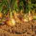 Austrian Onion Harvest Gains Momentum