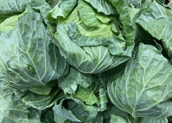 Cabbage Prices Drop by 15%: Insights from Japan’s Vegetable Price Survey