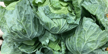 Cabbage Prices Drop by 15%: Insights from Japan’s Vegetable Price Survey