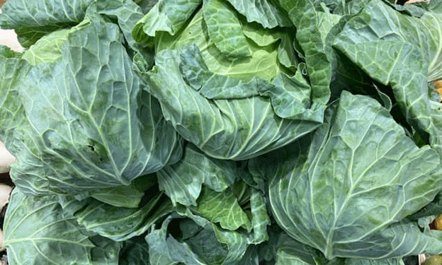 Cabbage Prices Drop by 15%: Insights from Japan’s Vegetable Price Survey
