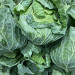 Cabbage Prices Drop by 15%: Insights from Japan’s Vegetable Price Survey