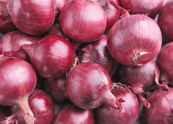 Flourishing Onion Harvest in Saipina