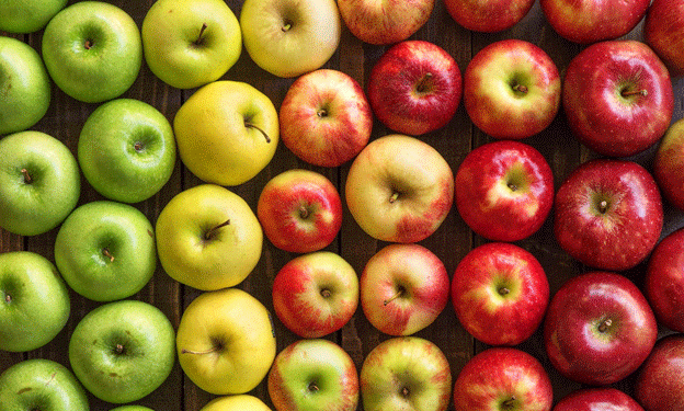 PRO APPLE 2023: Innovative trends in Russian horticulture and nursery farming