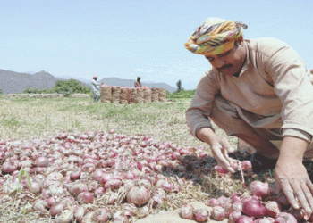 Overcoming Adversity: Swat’s Onion Farming Success Story