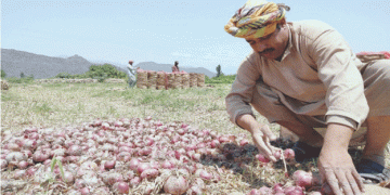 Overcoming Adversity: Swat’s Onion Farming Success Story