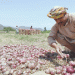 Overcoming Adversity: Swat’s Onion Farming Success Story