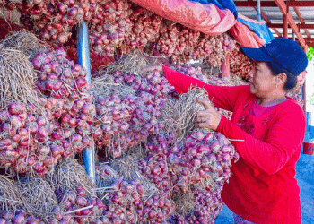 DA’s High Value Crops Division Aims to Revitalize Philippine Agriculture