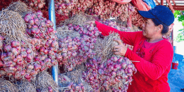 DA’s High Value Crops Division Aims to Revitalize Philippine Agriculture