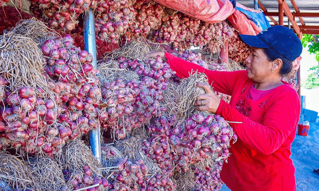 DA’s High Value Crops Division Aims to Revitalize Philippine Agriculture
