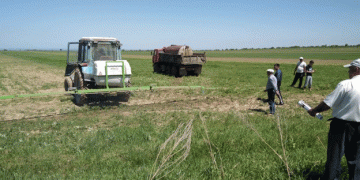 Kyrgyz Sugar Farmers Threatened by Cheap Imports