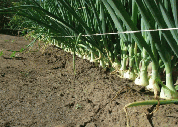 Watch High Tech Take Onion Crops from Start To Finish
