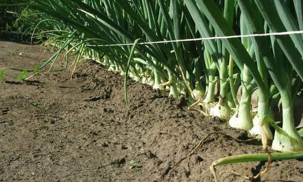 Watch High Tech Take Onion Crops from Start To Finish