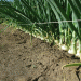Watch High Tech Take Onion Crops from Start To Finish
