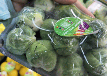 Exploring the Mystery of the 300,000 VND/kg Brussels Sprouts: What Makes Them Special?