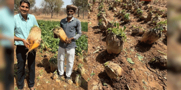 Beet Grass Farming: How Rajasthan Farmers Are Profiting from Low-Cost, High-Yield Crops
