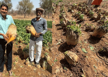 Beet Grass Farming: How Rajasthan Farmers Are Profiting from Low-Cost, High-Yield Crops