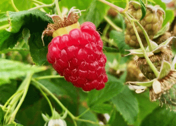 Cultivation and Harvesting of Raspberries and Blueberries in NRW