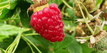 Cultivation and Harvesting of Raspberries and Blueberries in NRW