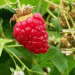 Cultivation and Harvesting of Raspberries and Blueberries in NRW