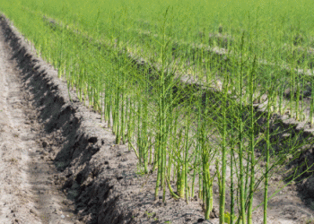 Green Asparagus Season Ends in Guadalajara, Spain: Challenges and Optimism