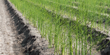 Green Asparagus Season Ends in Guadalajara, Spain: Challenges and Optimism
